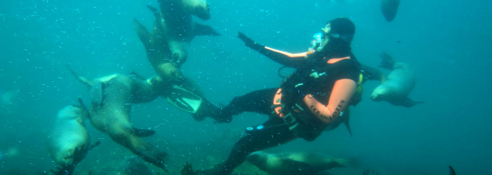 Ocean Divers | Snorkel y buceo con lobos marinos en Puerto Madryn